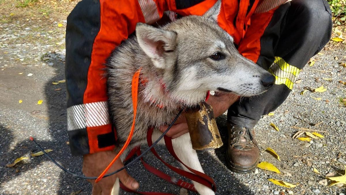 El gos rescatat a Ribera d'Urgellet