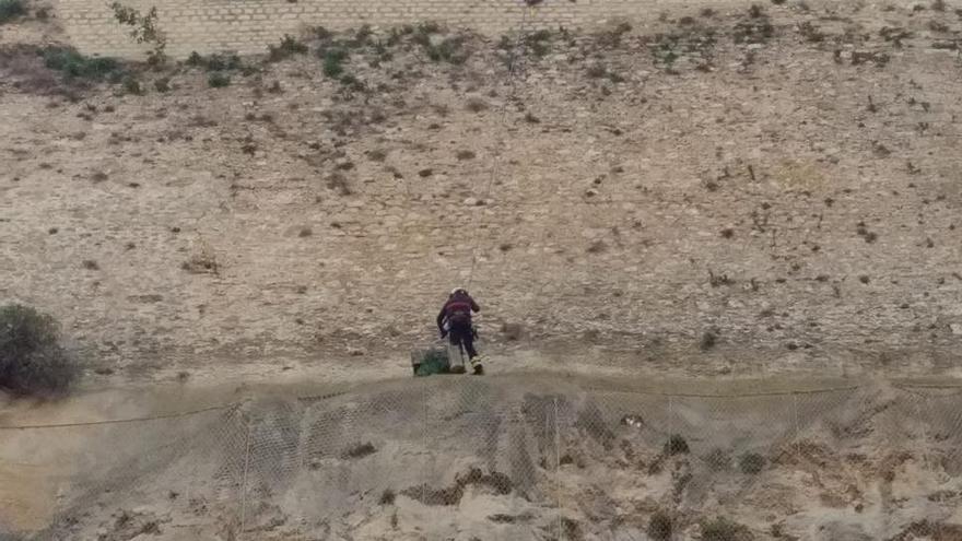 Los bomberos rescatan con una jaula-trampa a un gato colgado a 50 metros en la muralla del castillo de Dénia