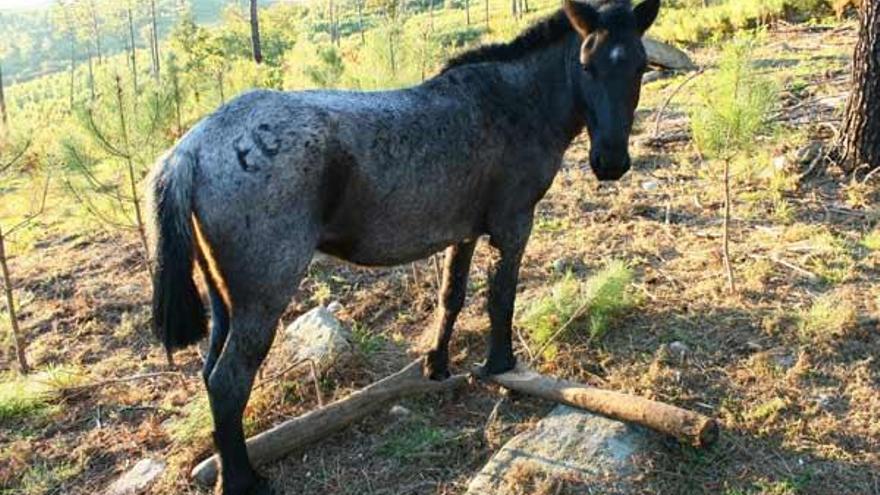 Uno de los caballos de Xeve llevaba hasta dos cepos y se observa una marca identificativa.  // Libera