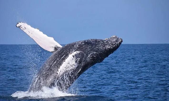 Un espectáculo que debes presenciar una vez en la vida: ver brincar a las ballenas jorobadas.