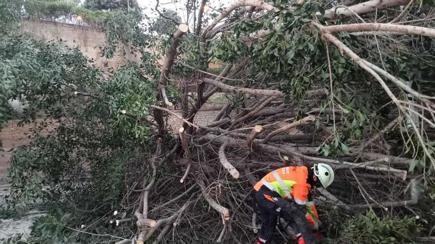 Acht Meter hohe Birkenfeige stürzt auf den Paseo Marítimo in Palma de Mallorca