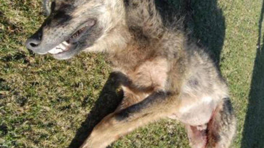 Encuentran muerto otro lobo radiomacado en Cangas del Narcea