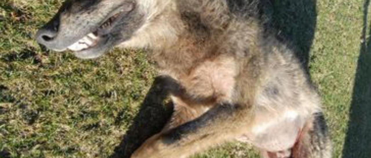 Encuentran muerto otro lobo radiomacado en Cangas del Narcea - La Nueva  España