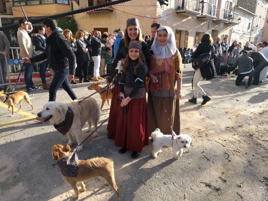 Sant Antoni 2018: Tiersegnungen in Muro