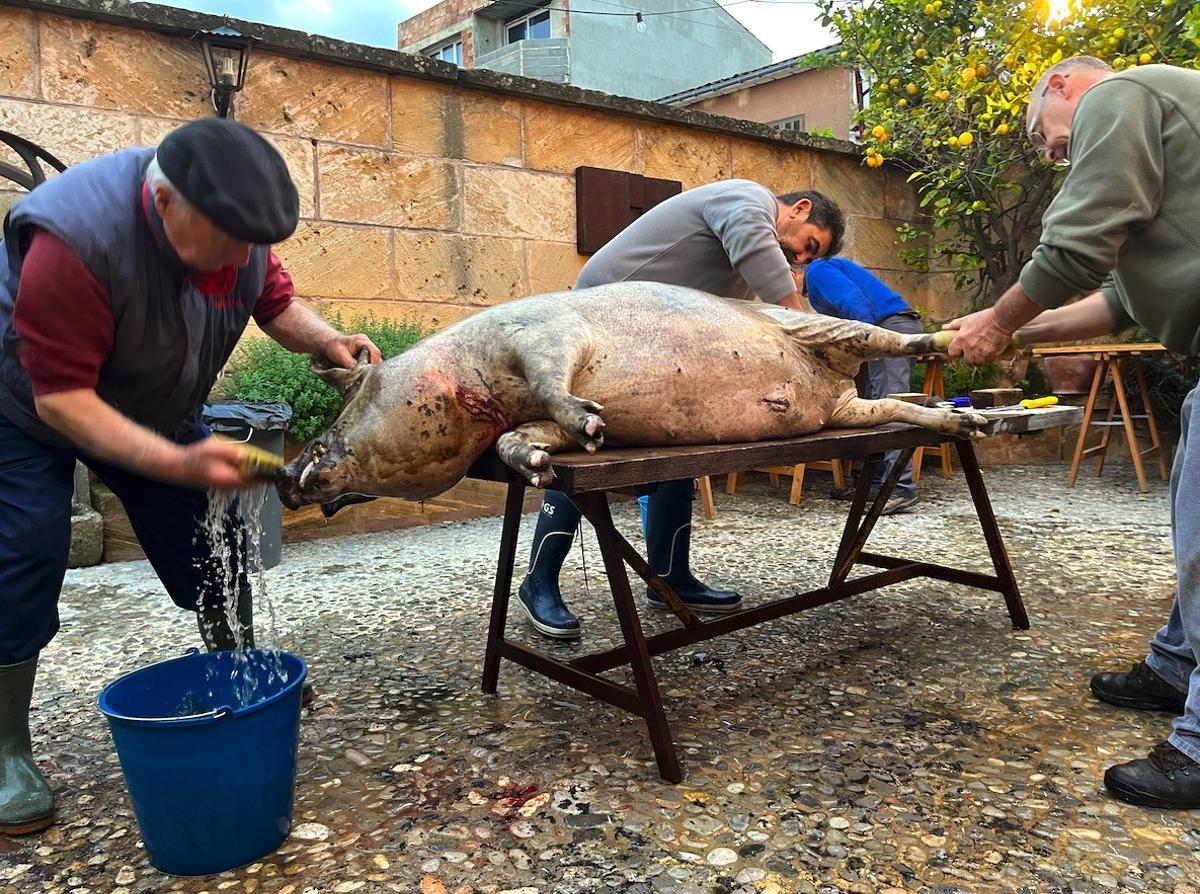 'Matances' de Tastavins, en Manacor.
