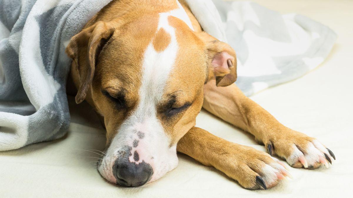 Tos, estornudos y moqueo: descubre si tu perro tiene un resfriado