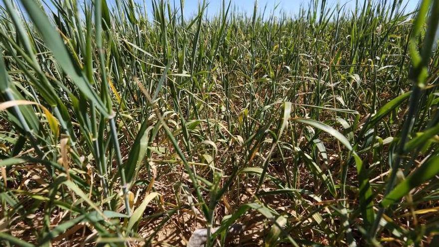 Estado del cultivo de trigo en Autillo de Campos.