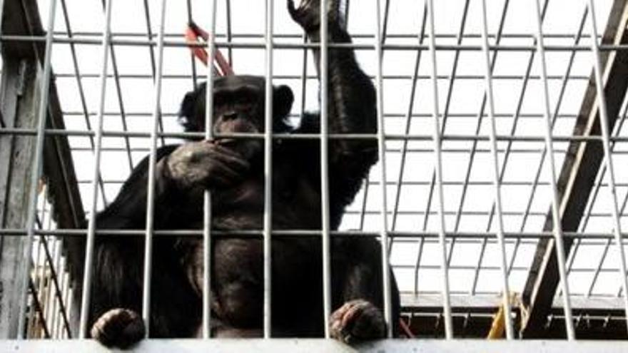 Arriba a Riudellots la ximpanzé que es va escapar d&#039;un zoo de Fuerteventura
