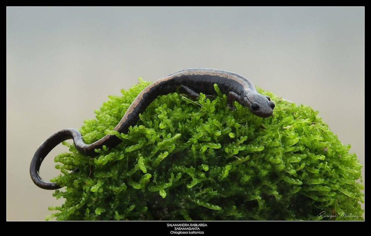 Ejemplar de salamandra rabilarga ('Chioglossa lusitanica') fotografiada por Enrique Martínez.