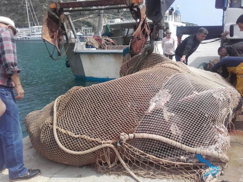 El pesquero descarga al tiburón de 8 metros en el puerto de Calp.