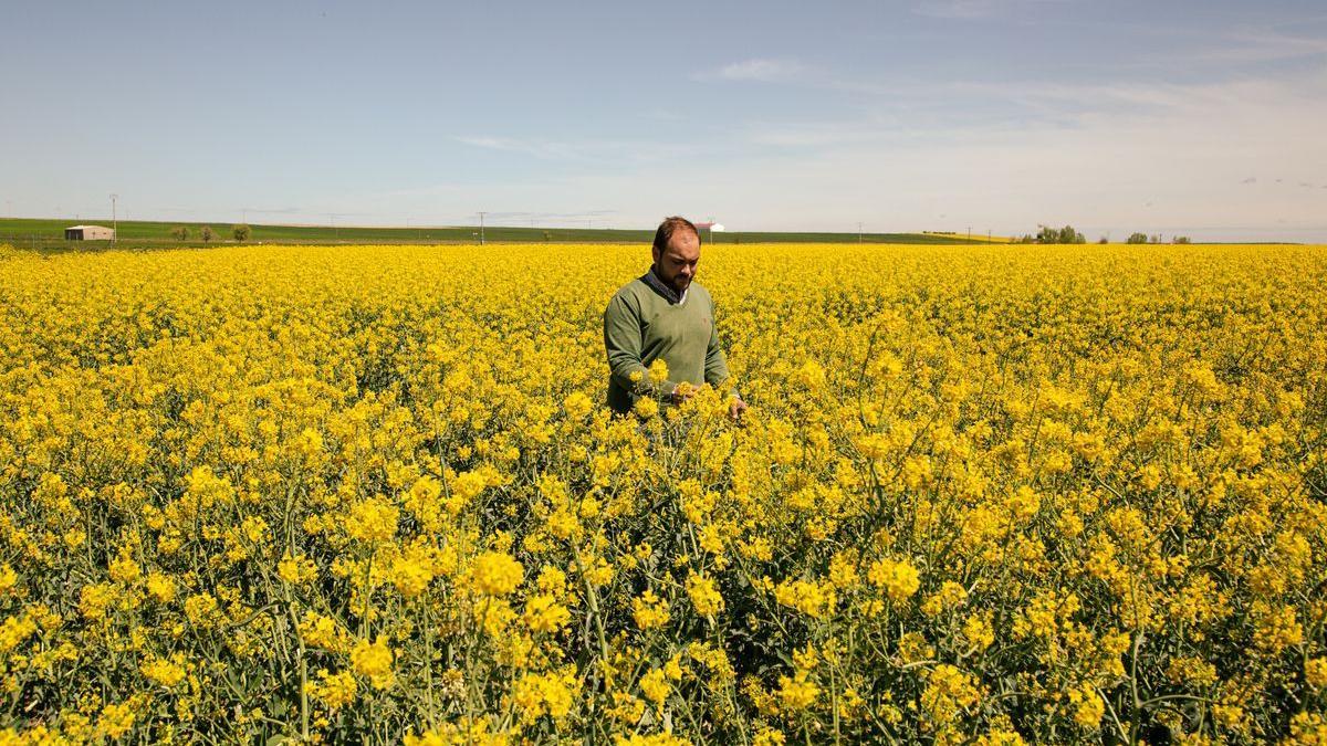 El agricultor Ventura Rodríguez, en una plantación de colza en Madrigal de las Altas Torres.