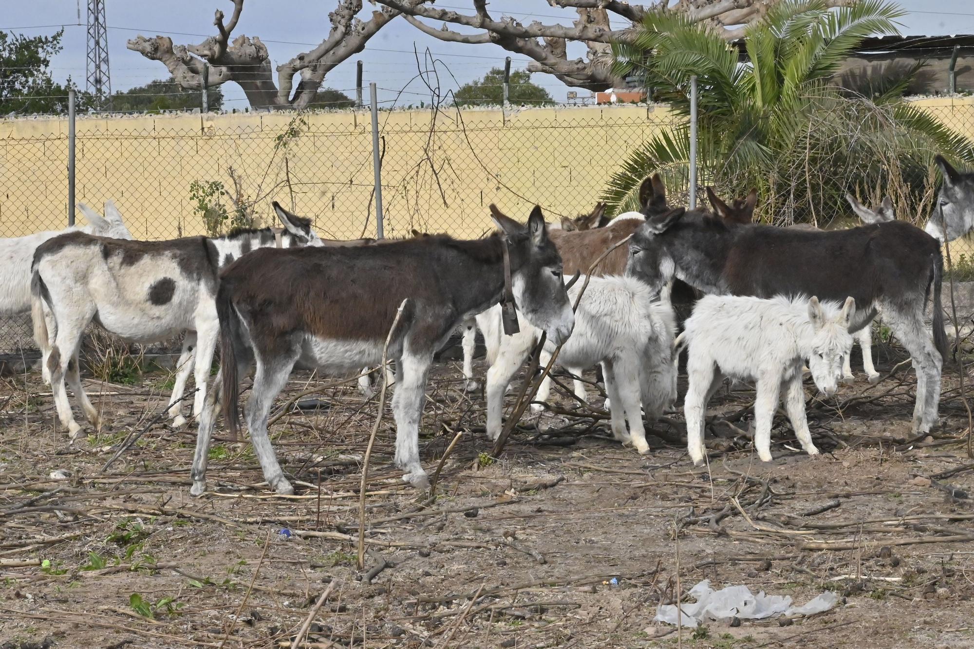 La nueva vida de los burros del Desert de les Palmes, en imágenes