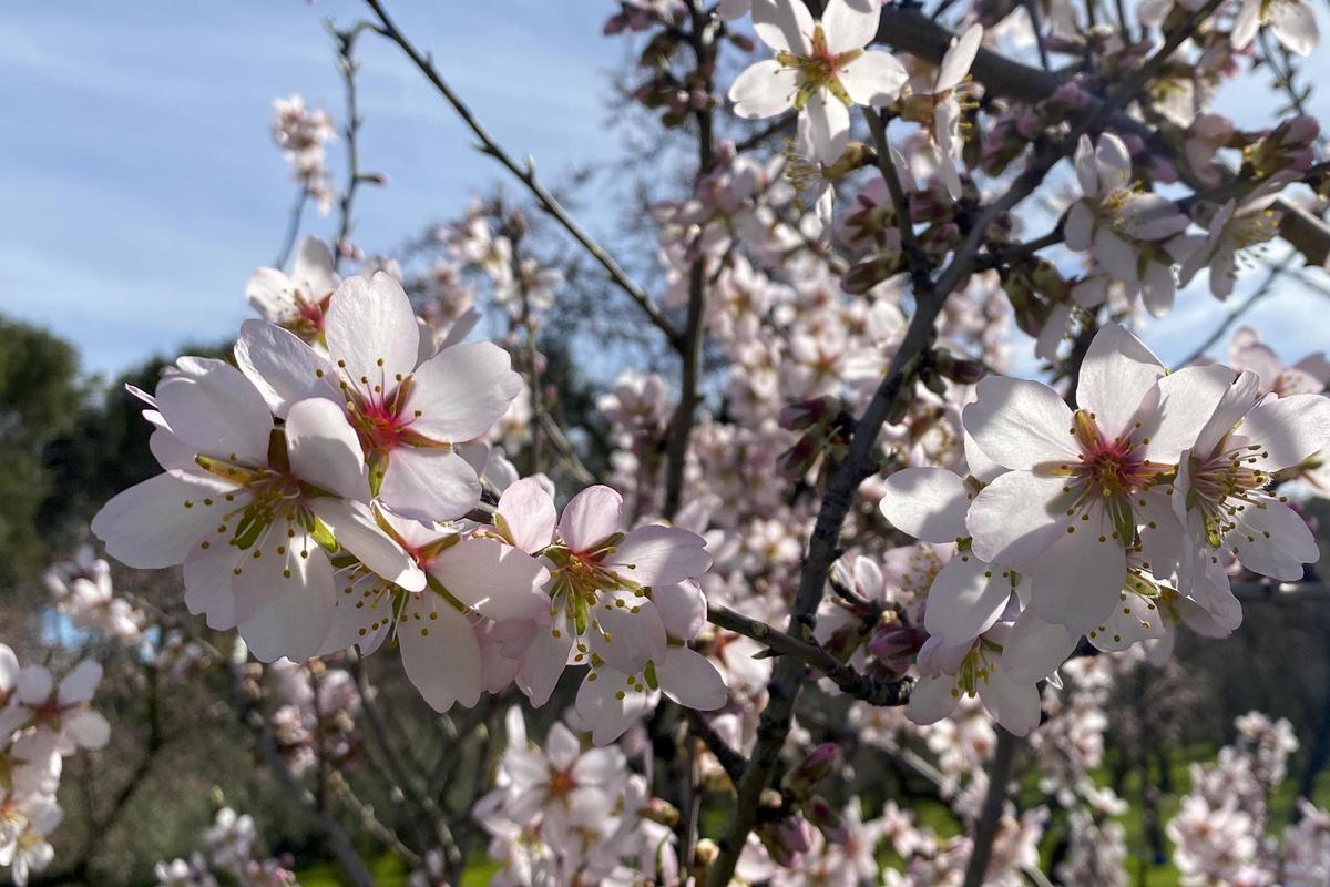 Almendros en flor en la Quinta de los Molinos en Madrid.