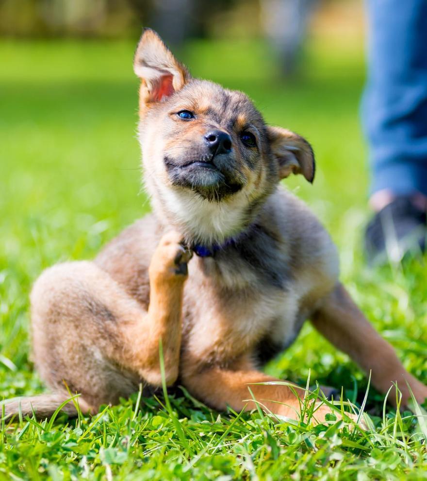 Leishmaniosis en perros: la enfermedad del mosquito que puede afectar también a humanos