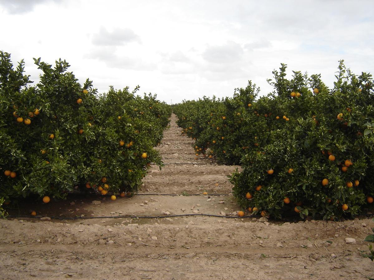 Campo de naranjos, uno de los cítricos más cultivados en la Comunitat Valenciana.