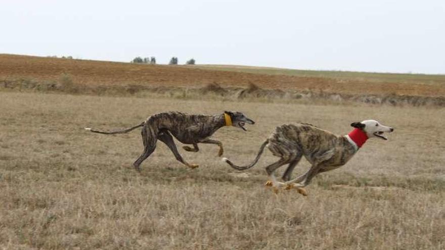 Dos galgos corren en una competición.