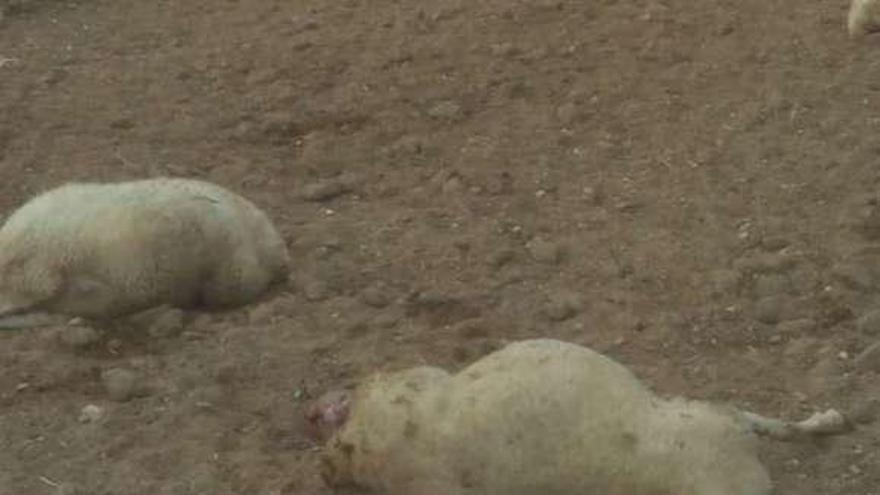 Un hombre retira las ovejas muertas.