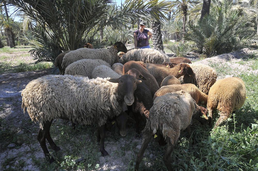 Las ovejas campan por el Palmeral