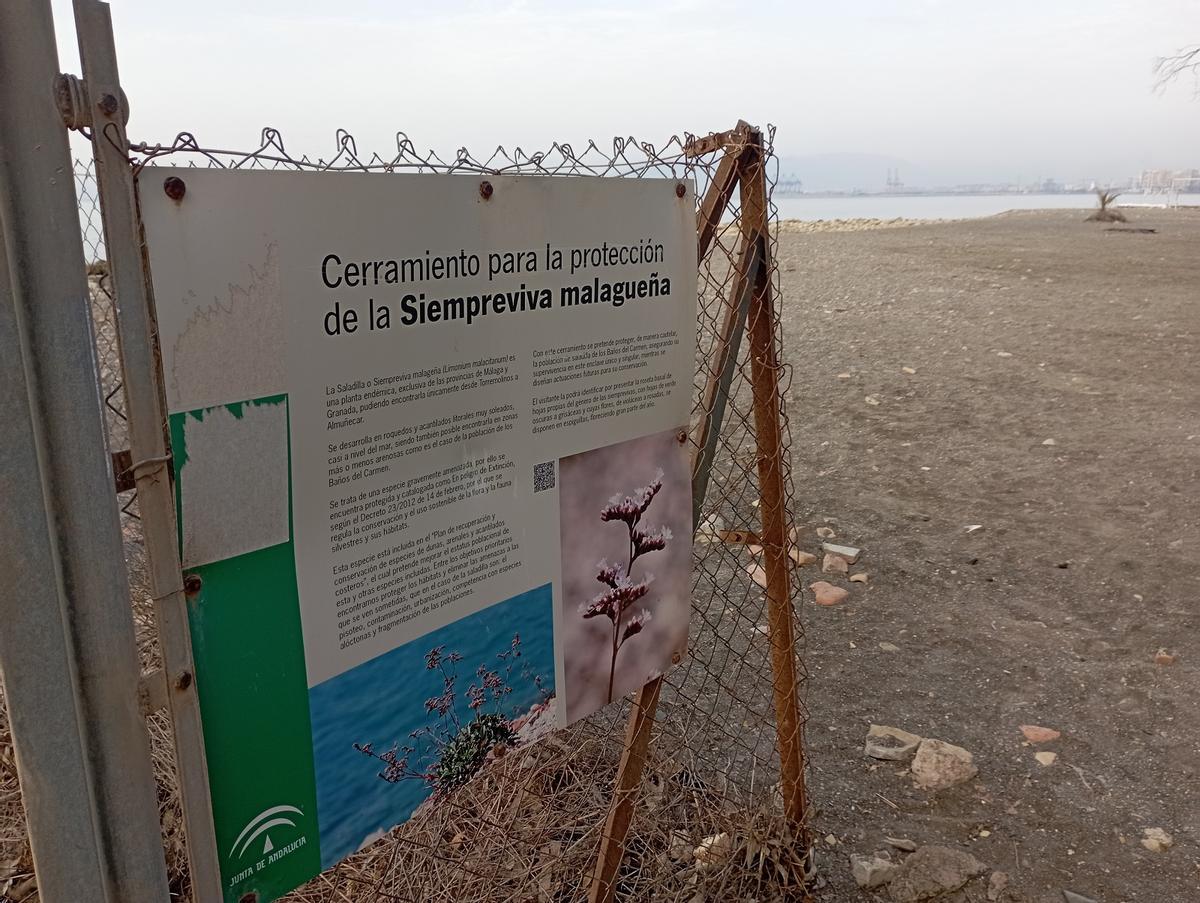 Cartel  oficial erróneo de la plantación de 'Limonium carminis' y no de 'Limonium malacitanum' o siempreviva malagueña.