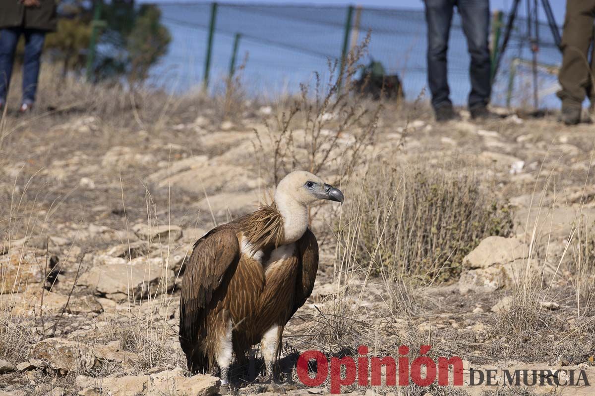 Suelta de dos buitres leonados en la Sierra de Mojantes en Caravaca