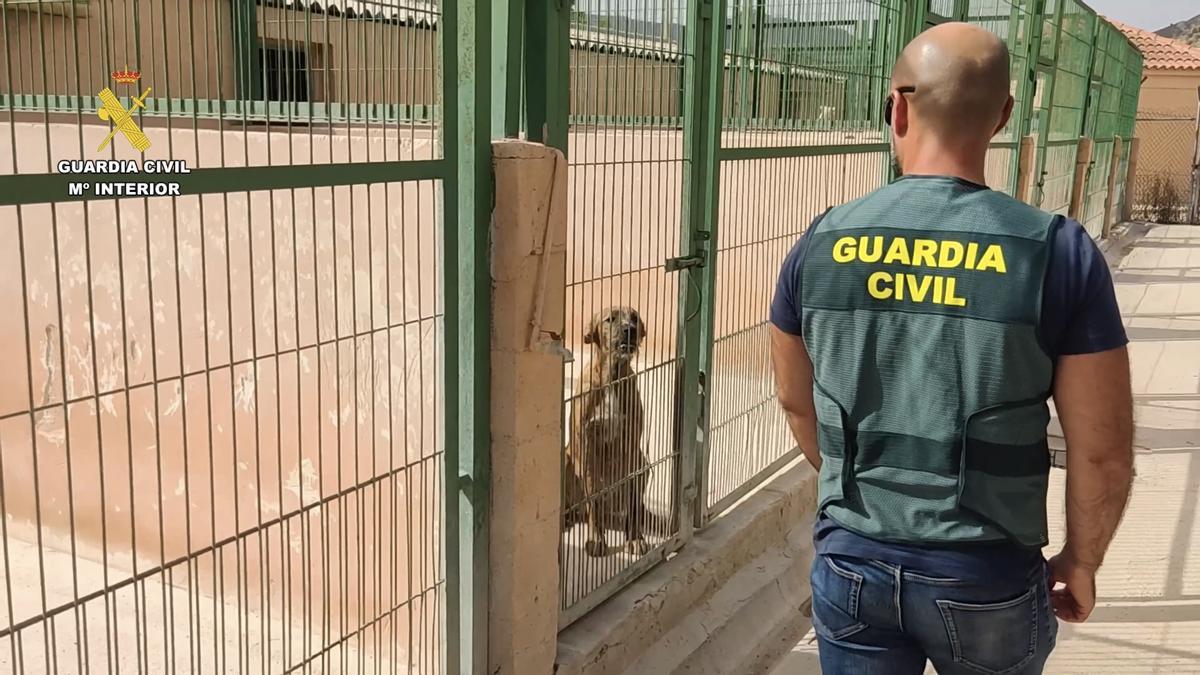 Uno los perros robados recuperados por la Guardia Civil.
