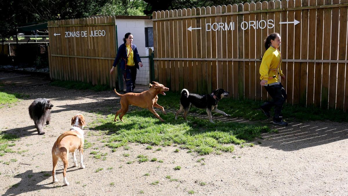 Trabajadoras y perros, en la zona exterior del hotel Ramalladas.