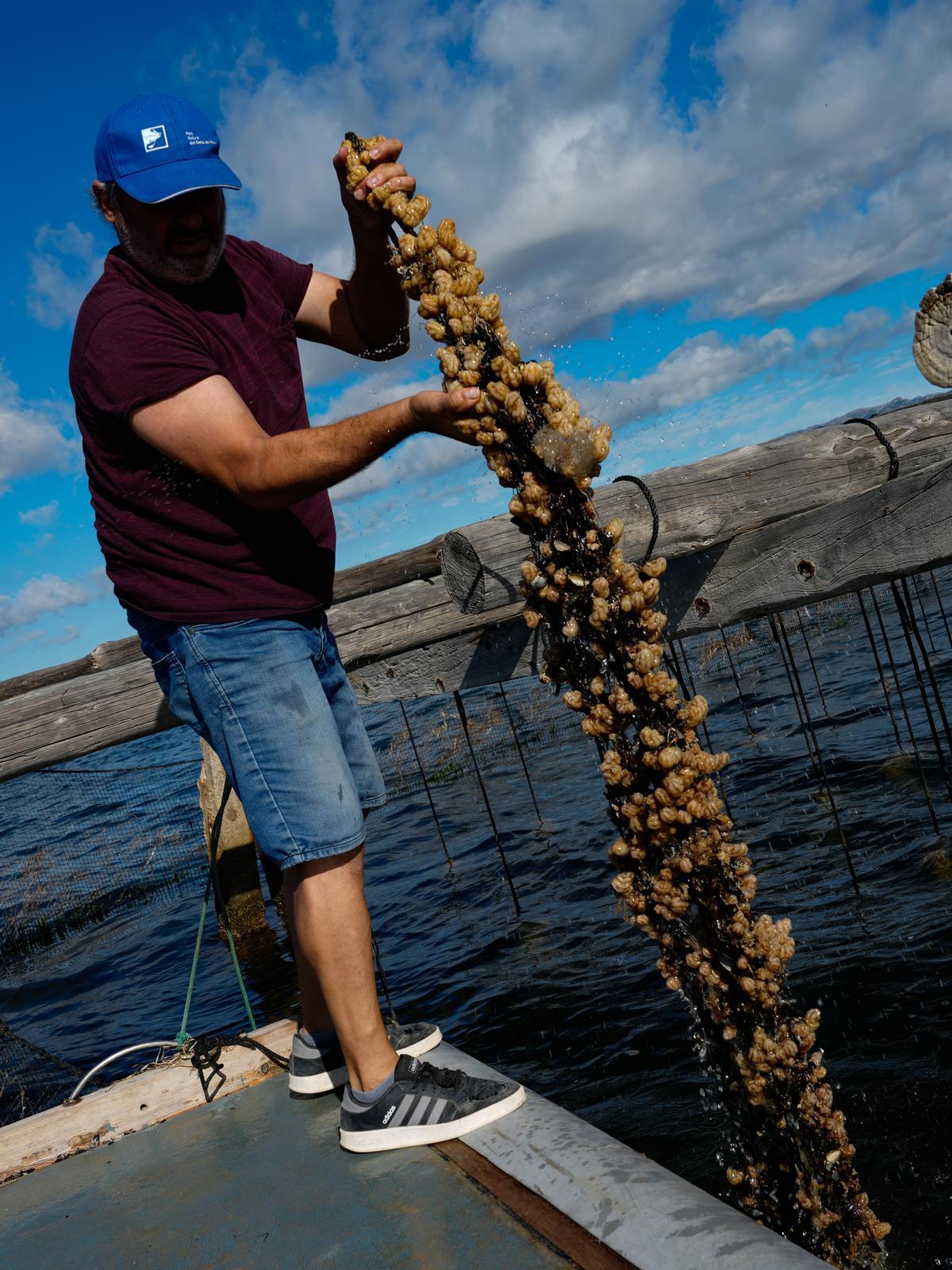 Hasta 150.000 kilos perdidos de mejillón comercial de temporada y una mortalidad del cien por cien de las crías para la temporada que viene.