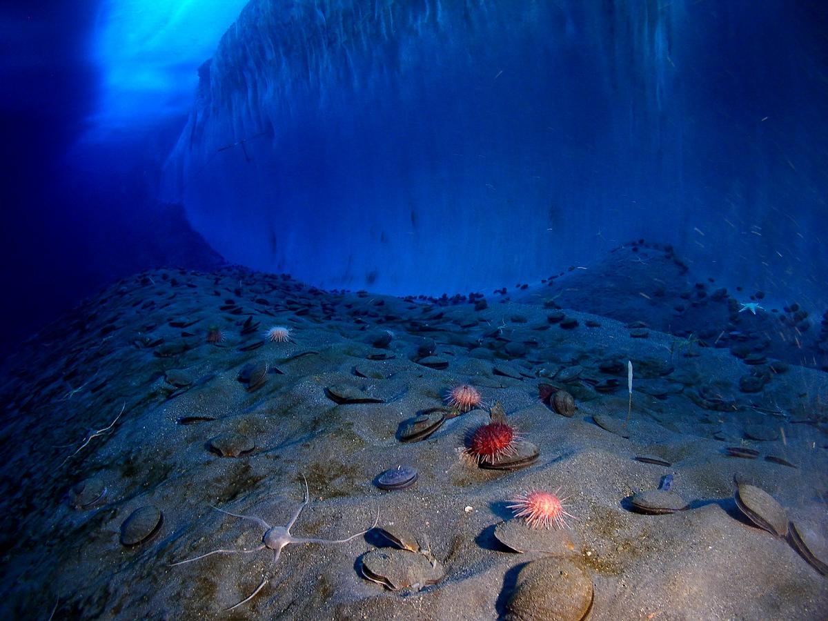 Fondo marino junto a un muro de hielo en el Océano Antártico.
