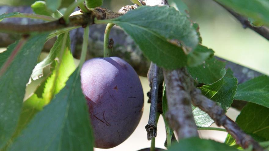 Diese Mallorca-Pflaume sollten Sie jetzt probieren