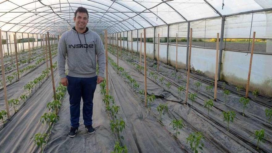 El agricultor Fernando Cortés, ayer en un invernadero suyo con pimientos tipo Padrón. // Noé Parga