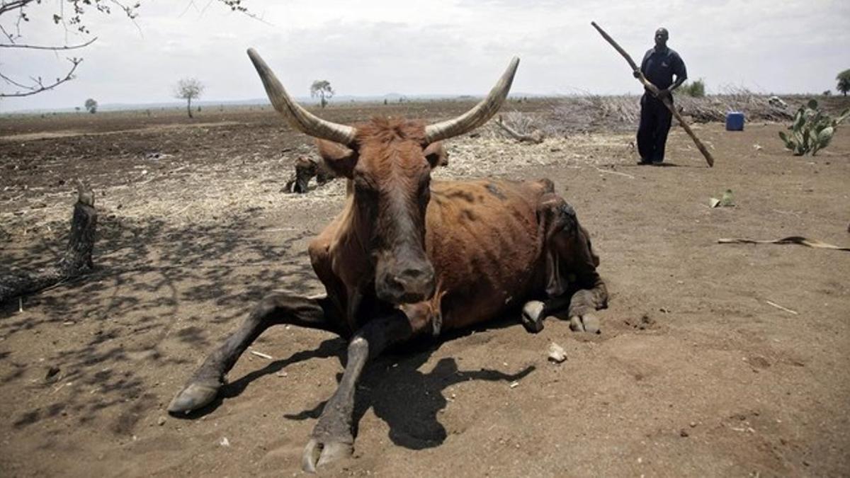 Un ganadero y una vaca exhausta en el área de Chisumbanje, 500 kilómetros al este de Harare, la capital de Zimbabue, el día 15.