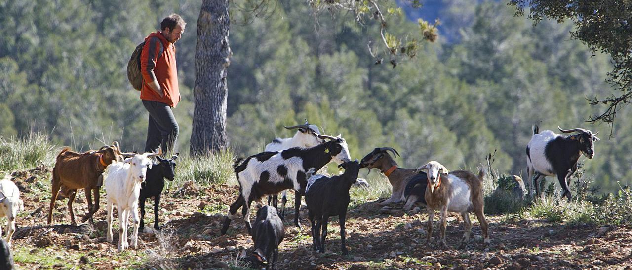 «Desi», uno de los pastores 
del proyecto, durante uno
de los paseos.  perales iborra