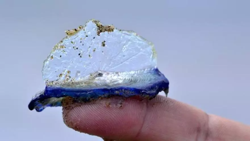 ¿Sabías qué es la medusa 'Velella velella' que ha aparecido en Calp?