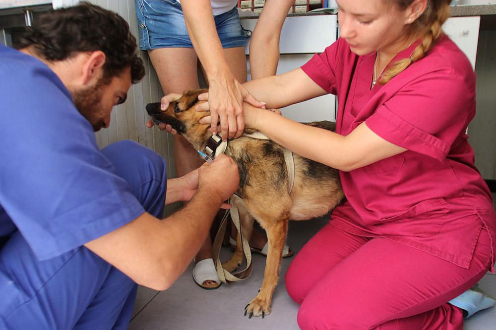 Visita a la Protectora de Animales y Plantas de Málaga