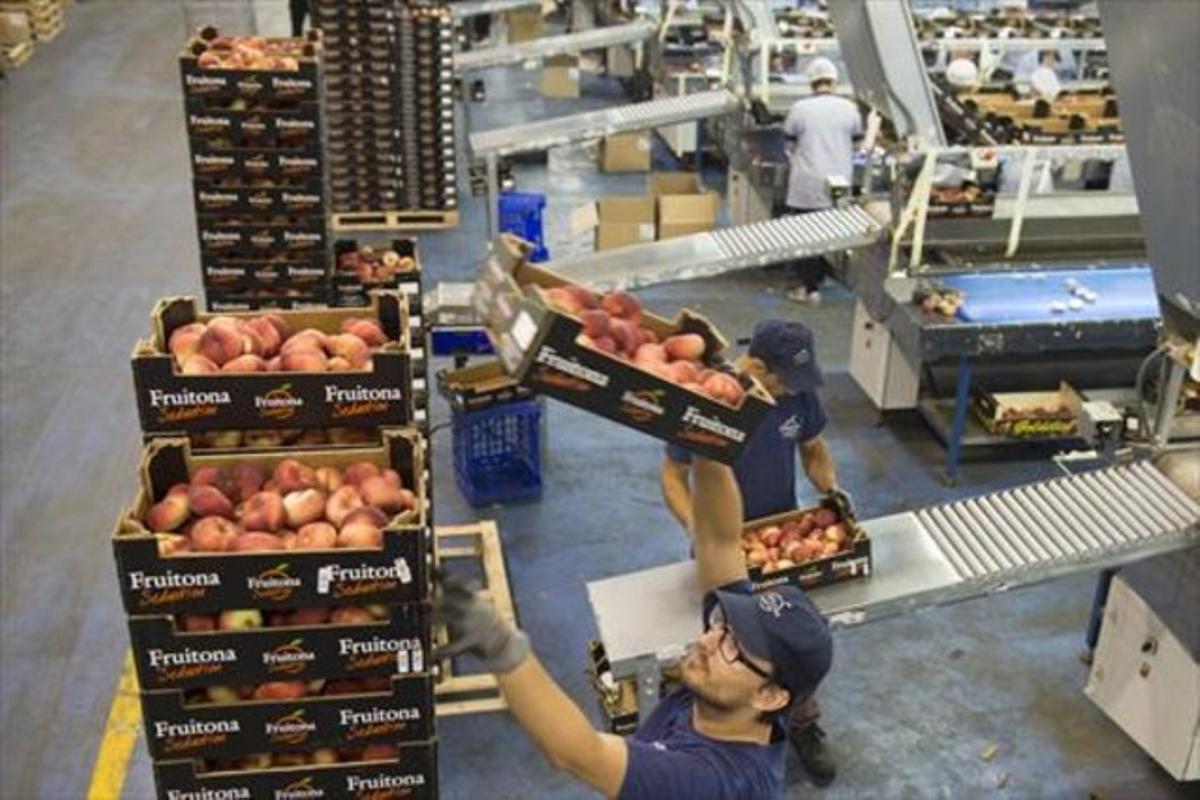 Trabajadores del sector agrícola, el que concentra más temporalidad en Catalunya. Trabajadores del sector agrícola, el que concentra más temporalidad en Catalunya.