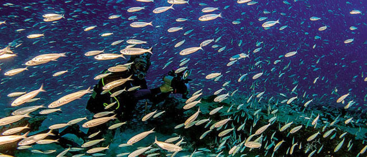 Un submarinista trata de fotografiar un banco de peces en aguas majoreras.