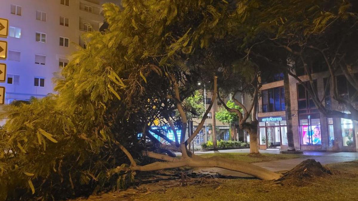 El flamboyán que se precipitó al suelo en la calle Muelle Las Palmas, ayer.