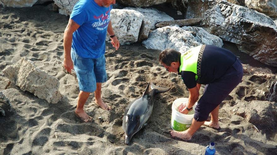 El animal, varado en la playa de Chilches, finalmente no sobrevivió.