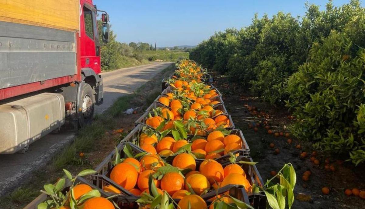 Naranjas recogidas en los campos de alrededor de la cooperativa de Godelleta. | LEVANTE-EMV