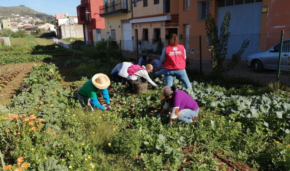 Varios trabajadores recogen frutas y verduras del huerto ecológico de Cáritas. | | E.D.
