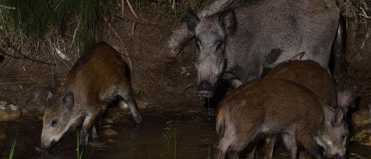 Una familia de jabalís bebe en una de las balsas de agua que existen en la zona de la desembocadura del Millars.