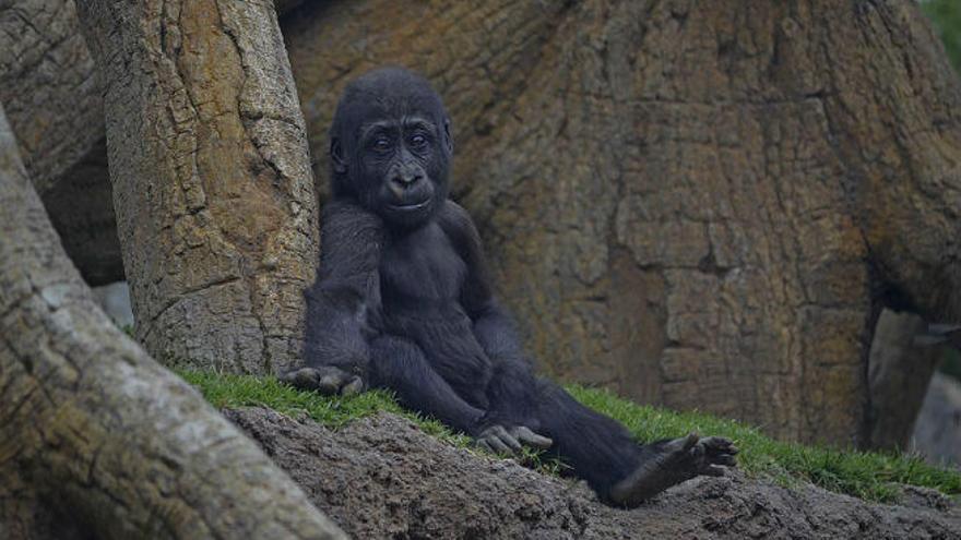 El gorila Ebo en Bioparc Valencia