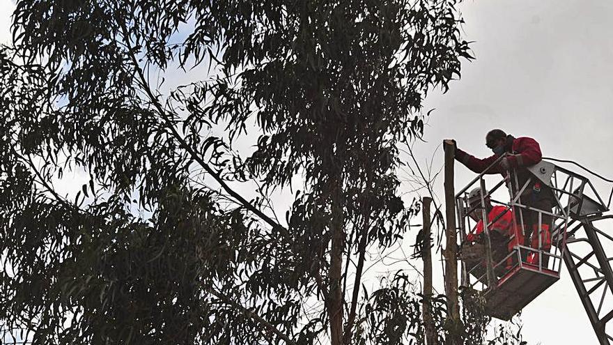 Podan media docena de eucaliptos en el acceso a Cornazo | IÑAKI ABELLA