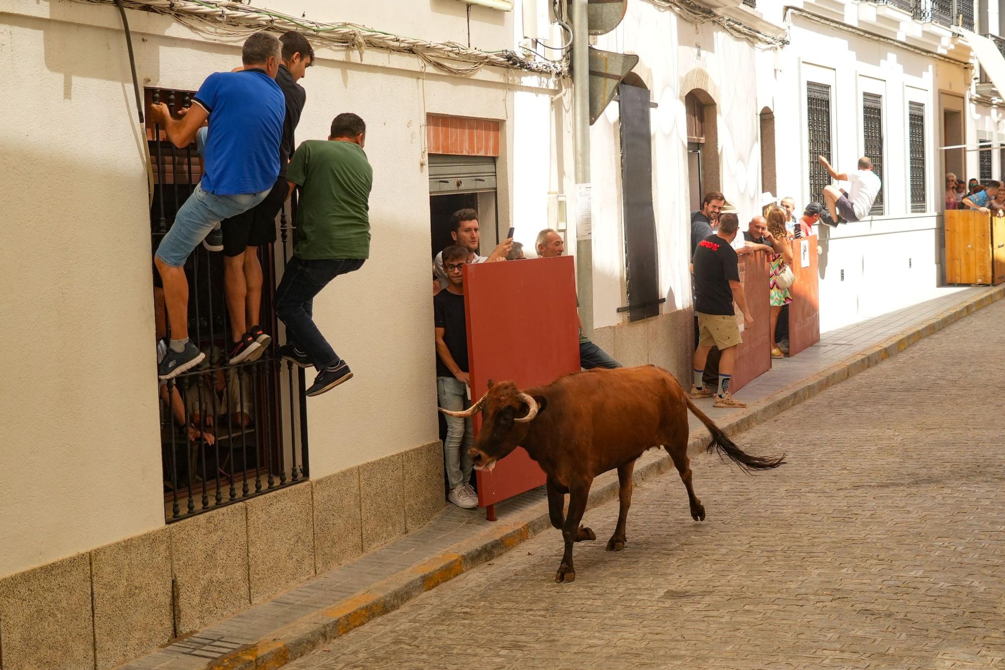 Las vaquillas de El Viso vuelven a correr las calles del pueblo