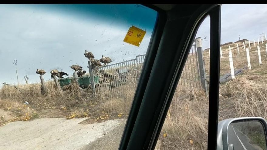 Un grupo de buitres en Alaraz, Salamanca.