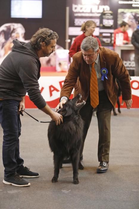 Expocanina 2018