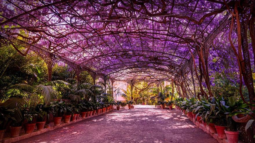 El cenador de hierro cubierto de glicinias del Jardín Botánico de La Concepción de Málaga