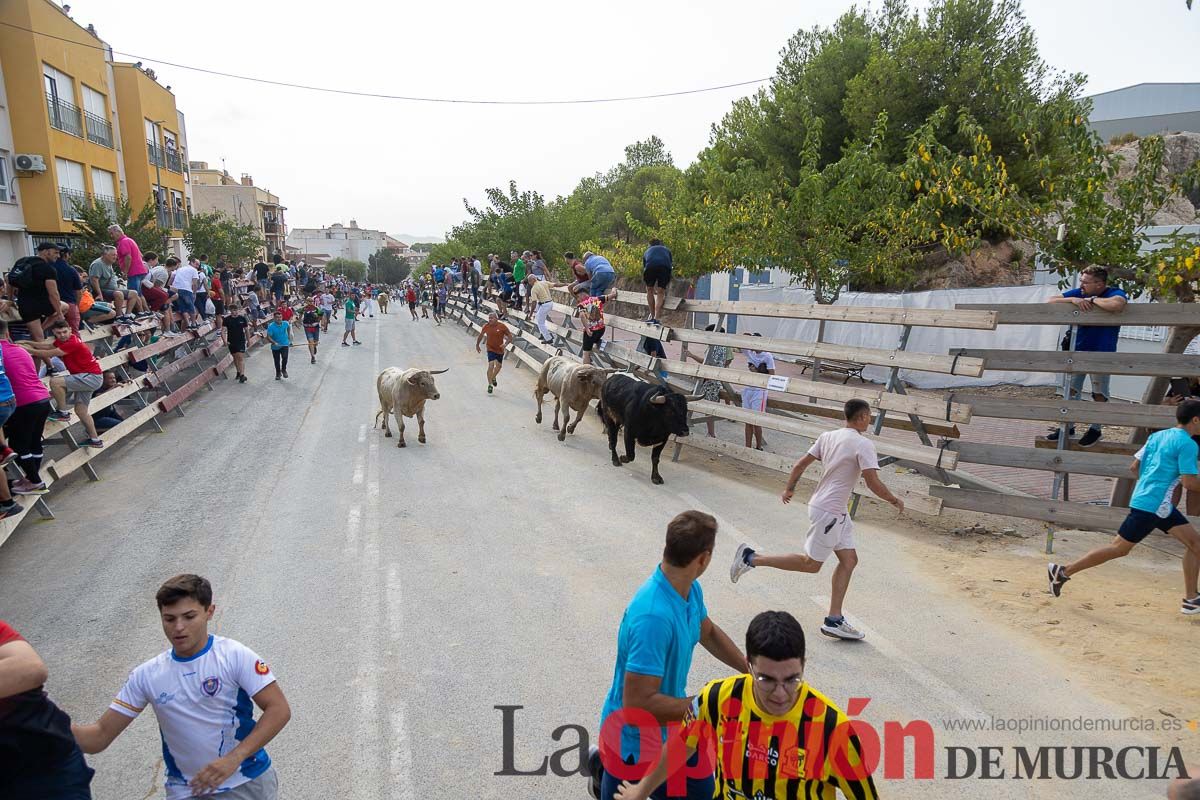 Segundo encierro de la Feria Taurina del Arroz en Calasparra