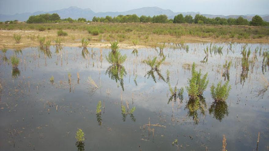 Técnicos de Medio Ambiente consiguen parar el vertido en s&#039;Albufera