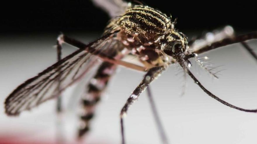 Detecten a Catalunya la primera embarassada infectada de Zika